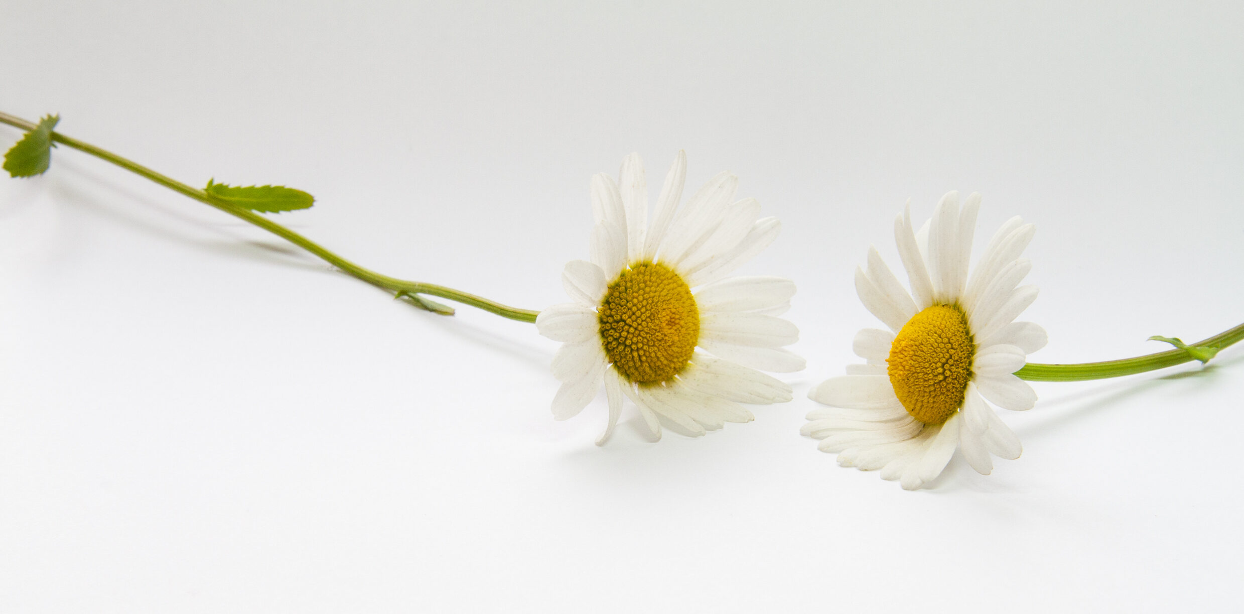 Puur Trouwen logo margriet